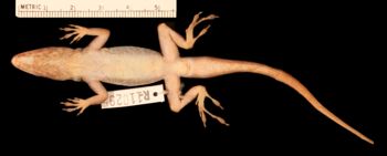 Media type: image;   Herpetology R-110295